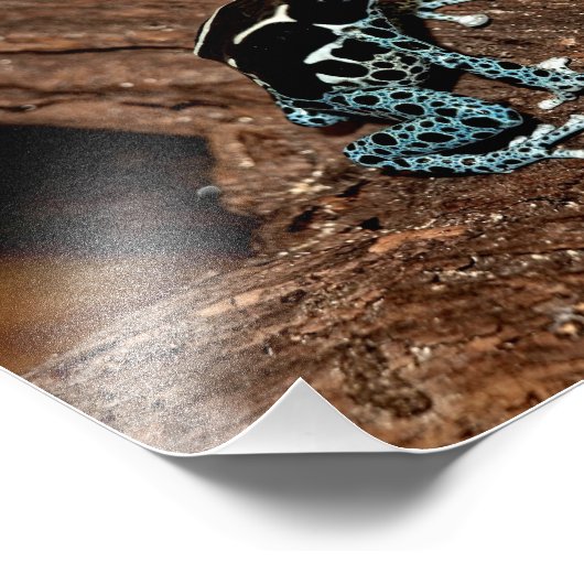 Polka Dot Frog Foto Afdruk (Hoek)