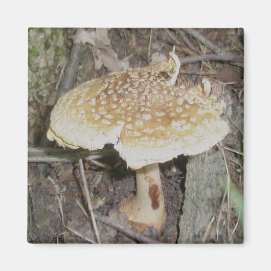Polka Dot Mushroom Magnet (Voorkant)
