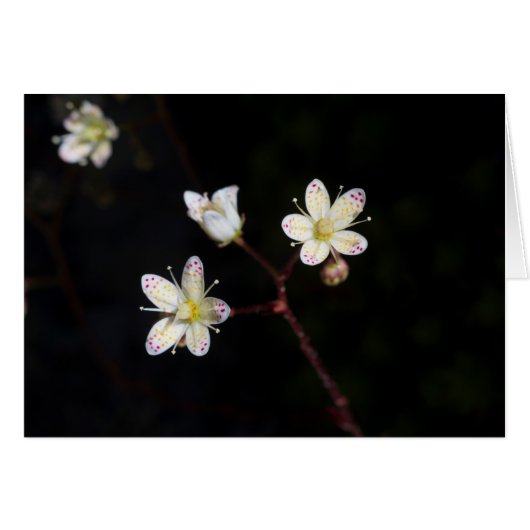 Polka-stipbloemen (Voorkant Horizontaal)