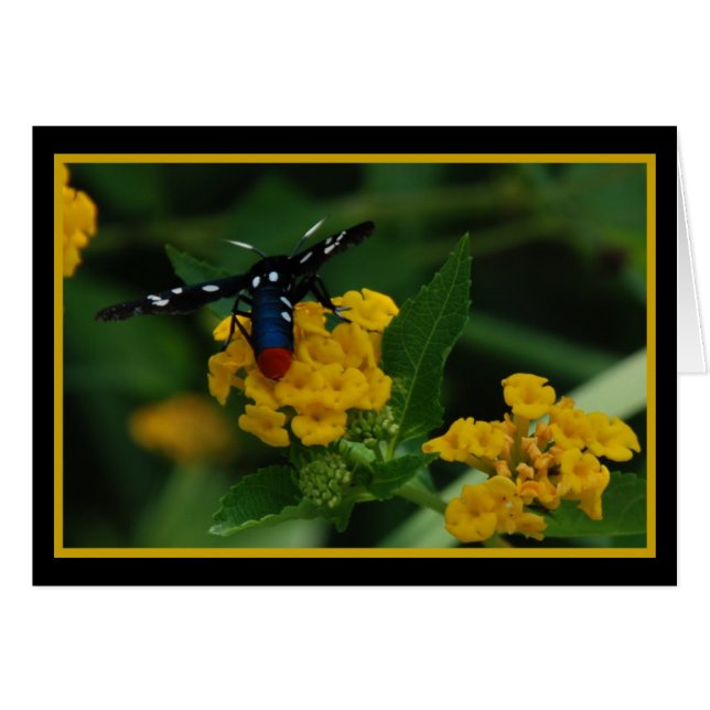 Polkadot Wasp Moth 270 (Voorkant Horizontaal)