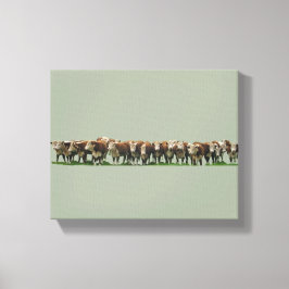 Poll Herefords Canvas Afdruk