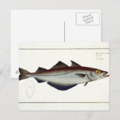 Pollack (Pollachius pollachius) bord LXVIII uit Briefkaart (Voorkant / Achterkant)