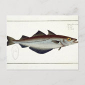 Pollack (Pollachius pollachius) bord LXVIII uit Briefkaart (Voorkant)