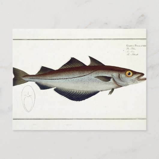 Pollack (Pollachius pollachius) bord LXVIII uit Briefkaart (Voorkant)