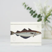 Pollack (Pollachius pollachius) bord LXVIII uit Briefkaart (Staand voorkant)