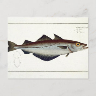 Pollack (Pollachius pollachius) bord LXVIII uit Briefkaart