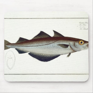 Pollack (Pollachius pollachius) bord LXVIII uit Muismat