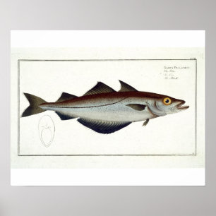 Pollack (Pollachius pollachius) bord LXVIII uit Poster