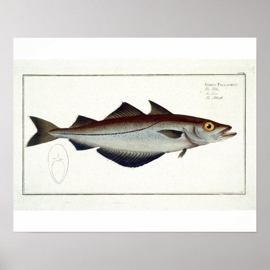 Pollack (Pollachius pollachius) bord LXVIII uit Poster (Voorkant)