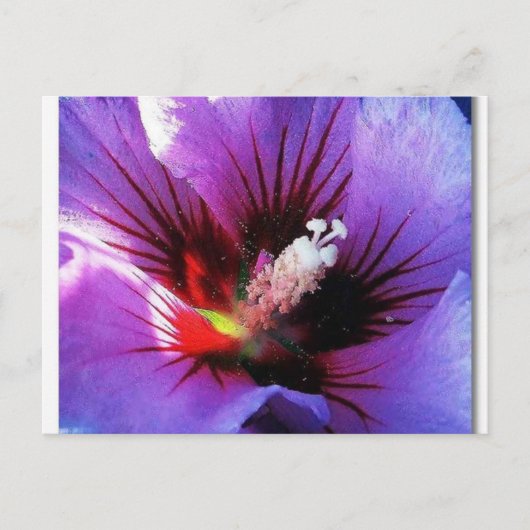 pollen herzien briefkaart (Voorkant)