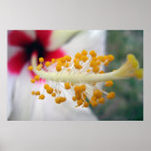 Pollen Poster (Voorkant)