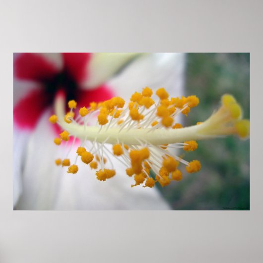 Pollen Poster (Voorkant)