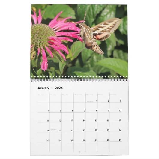 Pollinator Kalender 2026 (Jan 2026)