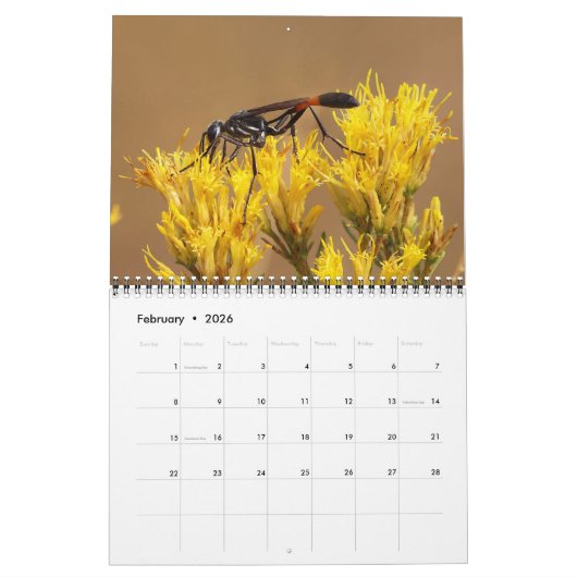 Pollinator Kalender 2026 (Feb 2026)
