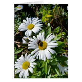 Pollinerende Daisy Bee