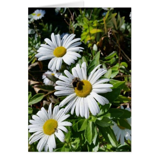 Pollinerende Daisy Bee (Voorkant)