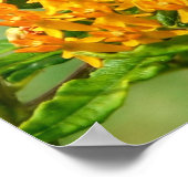 Pollinerende vlinder poster (Hoek)