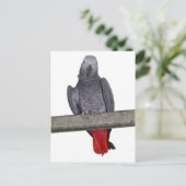 Polly Briefkaart (Staand voorkant)