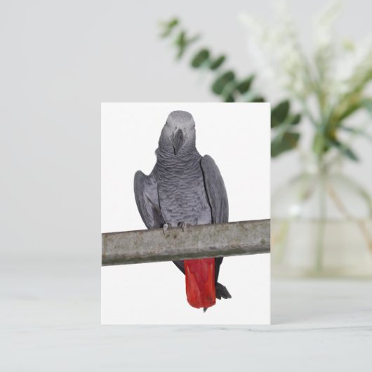 Polly Briefkaart (Staand voorkant)