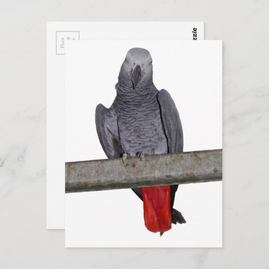 Polly Briefkaart (Voorkant / Achterkant)