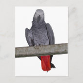 Polly Briefkaart (Voorkant)