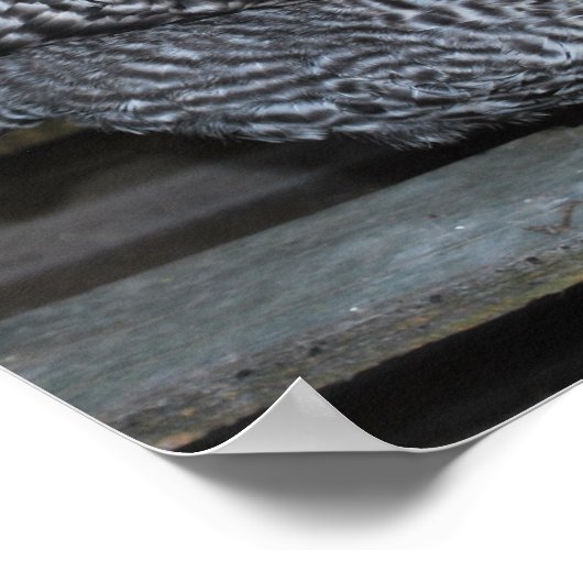 Polly the Plymouth Rock Poster (Hoek)