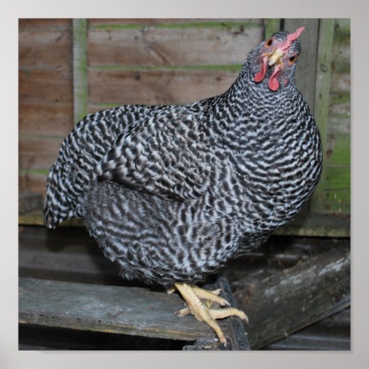 Polly the Plymouth Rock Poster (Voorkant)