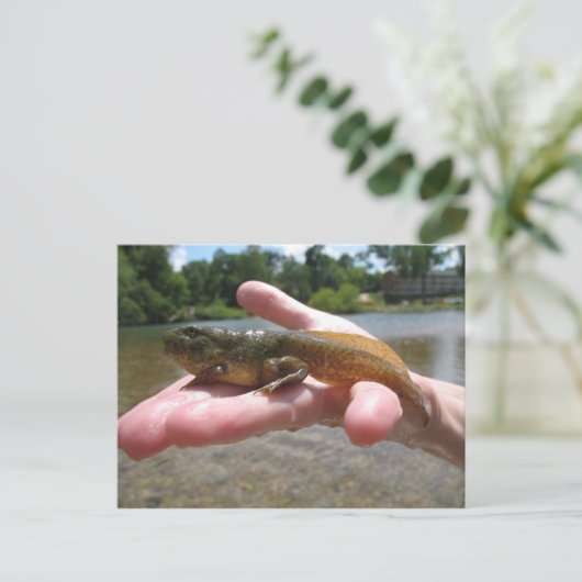 Pollywog Briefkaart (Staand voorkant)