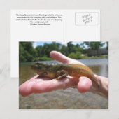 Pollywog Briefkaart (Voorkant / Achterkant)