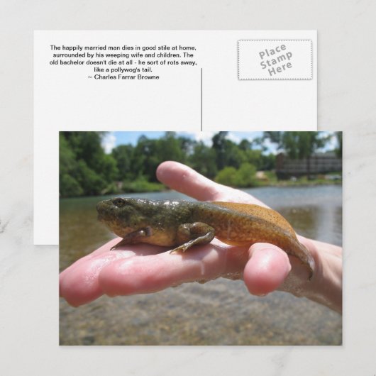 Pollywog Briefkaart (Voorkant / Achterkant)