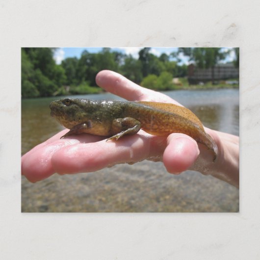 Pollywog Briefkaart (Voorkant)