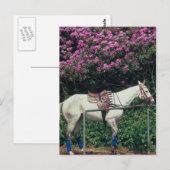 Polo Pony Await Chukker Briefkaart (Voorkant / Achterkant)