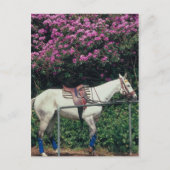 Polo Pony Await Chukker Briefkaart (Voorkant)