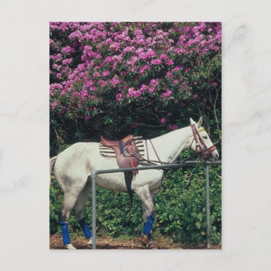 Polo Pony Await Chukker Briefkaart (Voorkant)