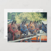 Polo Pony String Briefkaart (Voorkant / Achterkant)