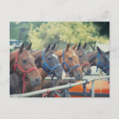 Polo Pony String Briefkaart (Voorkant)