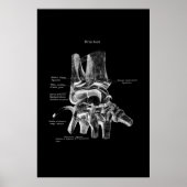 Polst Anatomy Medical Poster Orthopedisch Decor (Voorkant)