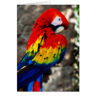  poly Parrot