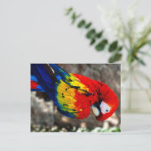 poly Parrot Briefkaart (Staand voorkant)
