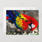 poly Parrot Briefkaart (Voorkant / Achterkant)
