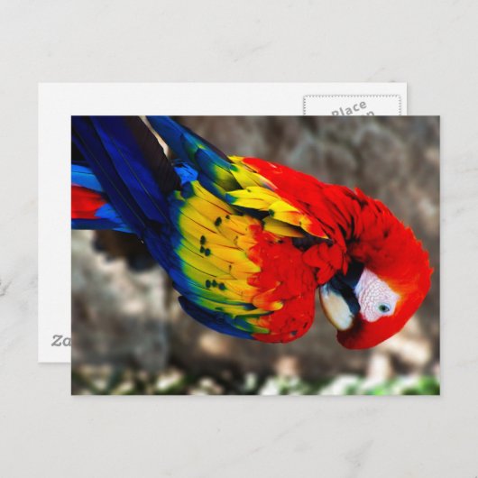  poly Parrot Briefkaart (Voorkant / Achterkant)