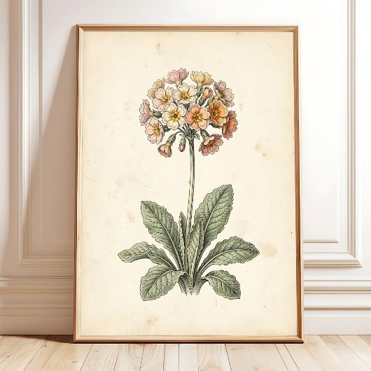 Polyanthus Botanische Canvasprint Galerij Kunst Poster