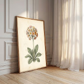 Polyanthus Botanische Canvasprint Galerij Kunst Poster