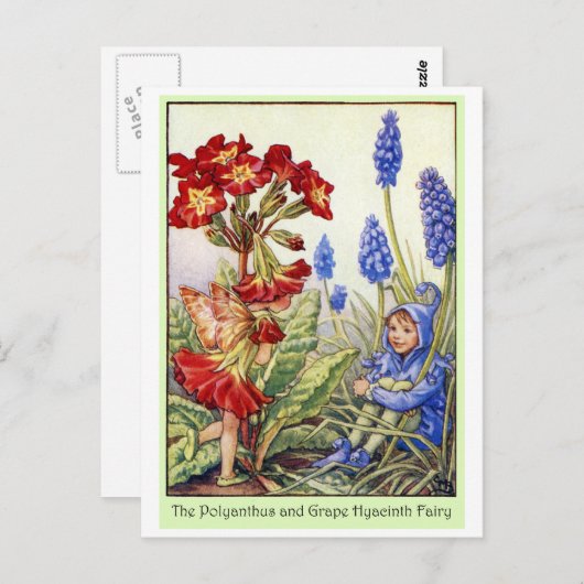 Polyanthus en Grape Hyacinth Fairy Briefkaart (Voorkant / Achterkant)