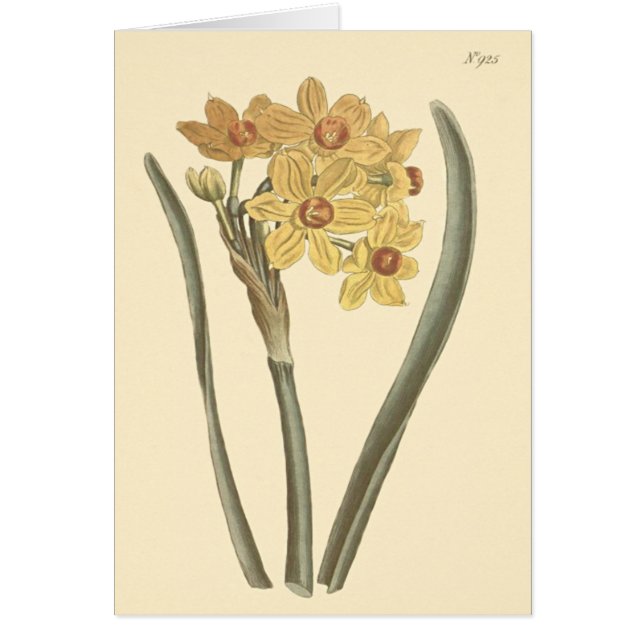 Polyanthus Narcissus Botanische Illustratie (Voorkant)