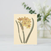 Polyanthus Narcissus Botanische Illustratie Briefkaart (Staand voorkant)