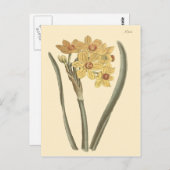 Polyanthus Narcissus Botanische Illustratie Briefkaart (Voorkant / Achterkant)