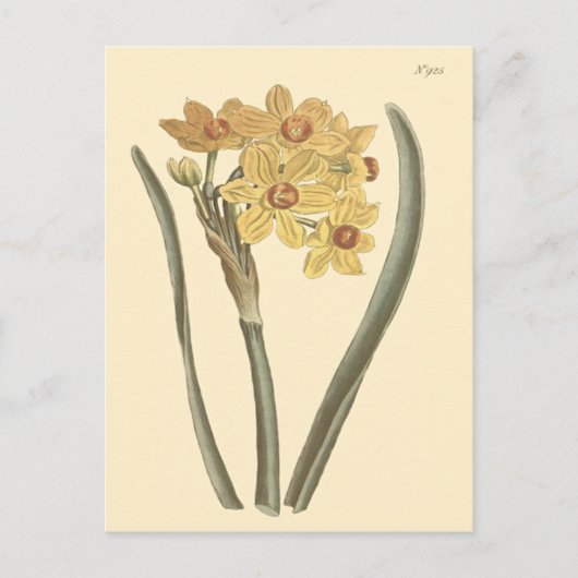 Polyanthus Narcissus Botanische Illustratie Briefkaart (Voorkant)