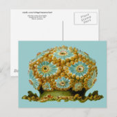 Polycyaneus Ernst Haeckel Fine Art Briefkaart (Voorkant / Achterkant)