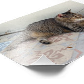 Polydactyl Cat, Key West, Florida Foto Afdruk (Hoek)